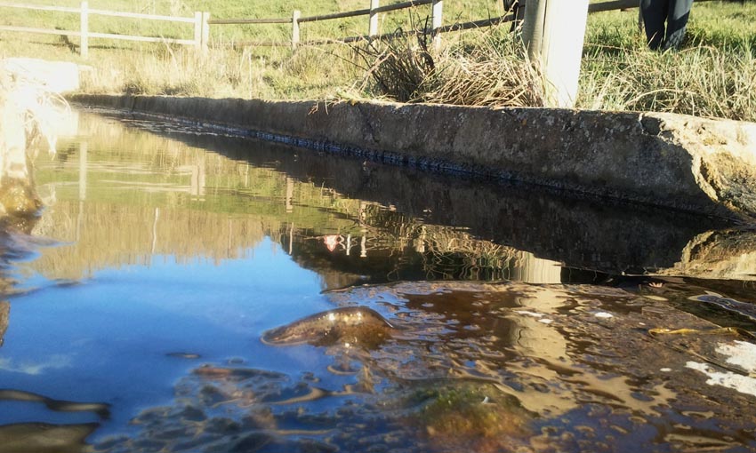 Ripristino di un fontanile a Baratti (Piombino - LI)